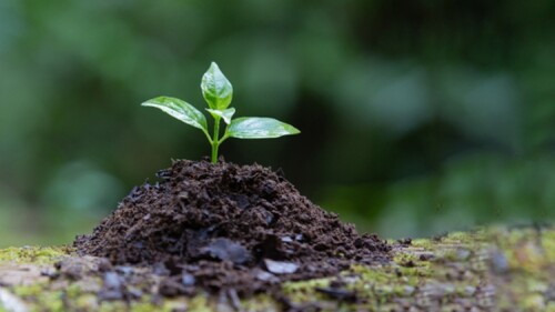 Sustratos profesionales para horticultura moderna.jpg